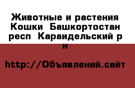 Животные и растения Кошки. Башкортостан респ.,Караидельский р-н